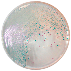 V. parahaemolyticus, V. vulnificus и V. cholerae | CHROMagar™ Vibrio 1000 мл CHROMagar