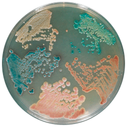 Cреда для выделения и дифференциации Candida Spp | CHROMagar™ Candida CHROMagar