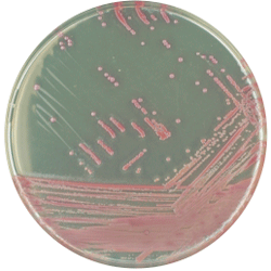 Staphylococcus aureus (MRSA) 1000 мл CHROMagar