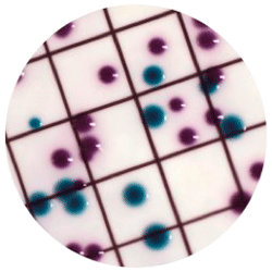 Escherichia coli  Liquid ECC CHROMagar