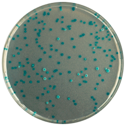 Cреда для выявления и подсчета E.coli, CHROMagar